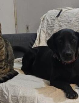 MAYA💖sanft, klug & katzenverträglich - Hamburg