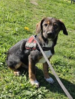 Codin, verspielter Welpe sucht Zuhause - Unterföhring