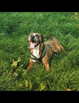 Verkaufe Mein Hund - Wuppertal