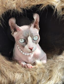 Sphynx weiblich 3 Jahre - Kassel Wolfsanger-Hasenhecke