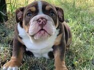 New englisch bulldog - Oberhausen