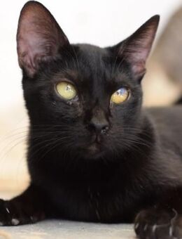 Canitas sucht eine Katzenflüsterin - Endingen (Kaiserstuhl)