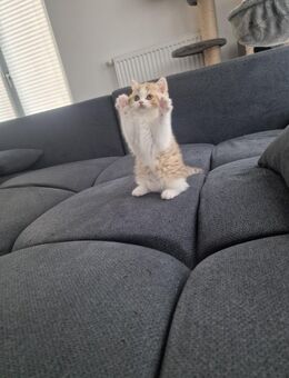 Eine Liebevolles BKH Kitten zu vermitteln - Berlin Lichtenberg