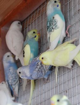 Junge Wellensittiche. - Erkelenz