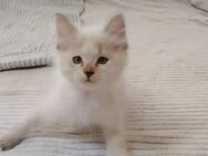 2 Ragdoll Kitten - Laatzen Zentrum