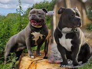 American Bully Babys - Richtenberg