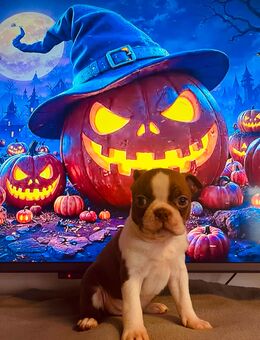 Reinrassige Traum Boston Terrier Welpen dürfen bald ausziehen ! - Aachen Zentrum