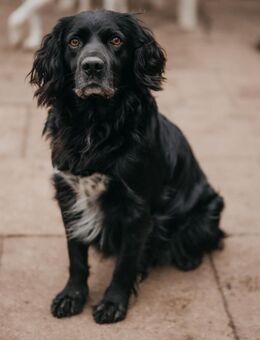 Rambo - Hemmoor
