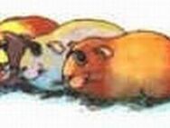 * Meerschweinchen suchen PATEN! - Nidda