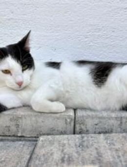 Dave, ruhiger Schmuser, 1 Jahr in 82054 - Vaterstetten