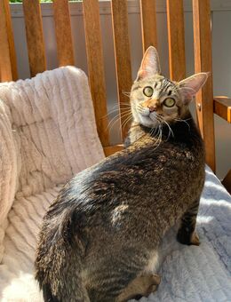 OKH Kätzchen - Schorndorf (Baden-Württemberg)