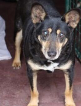 SOS-OPI DENNIS - ein -fast blinder- Hund - Kempen