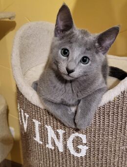Reinrassige Russisch Blau Katze - Kall