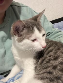 2 Kater abzugeben - Grafenau (Baden-Württemberg)
