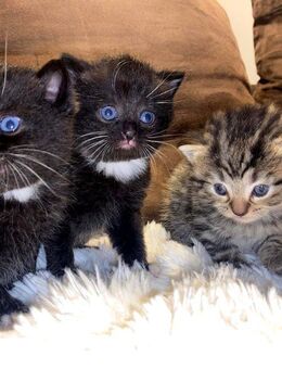 Wunderschöne Kitten Kätzchen Katzenbabies abgabebereit ab Anfang Dezember - Zell