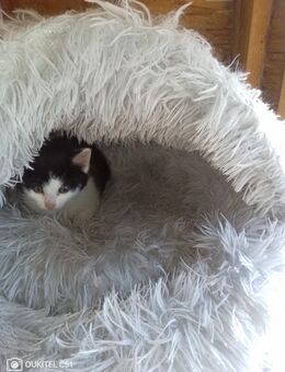 Babykatzen - Grabfeld