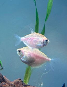 Goldener Trauermantelsalmler- liebevolles Zuhause gesucht - Wesseling Zentrum