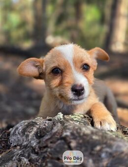Hundebaby Frieda - Talkau