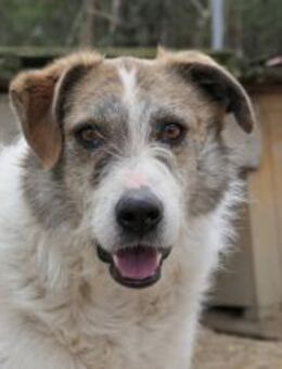 Leo unser ruhiger Rüde - Kallmünz