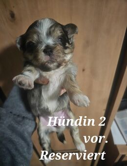 Zuckersüße Maltipoo-Welpen - Osnabrück