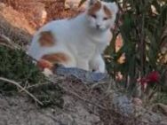 Notfall Jamie sucht liebevolle Familie - Bergkirchen