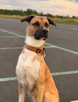 Buddy sucht Liebe! - Mainz