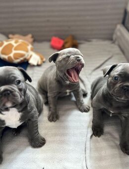 Französische Bulldoggen-Welpen suchen ihr Traumzuhause - Duisburg