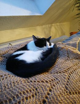 Kitten / Kätzchen abzugeben - Aachen