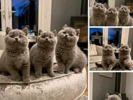 Verschmuste BKH Kitten suchen ab sofort - Jena