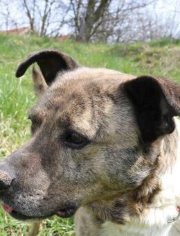 Rico alias der Familienhund - Kissing