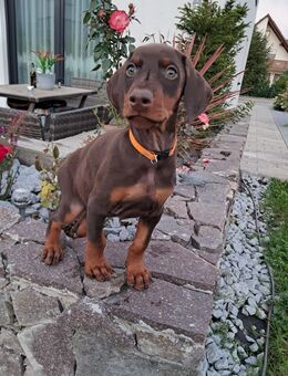 Dobermann Welpen zum Verkaufen - Augsburg