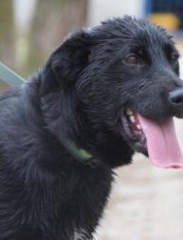 Sam - fröhlich und agil - Lohmar