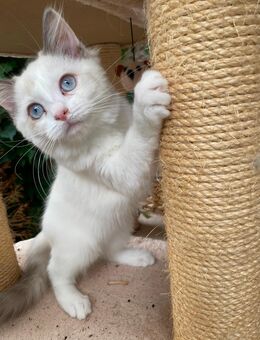 Reinrassige Ragdoll Kitten abzugeben! - Erftstadt