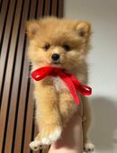 Pomeranian/ Zwergspitz Welpe in 29525