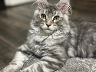 Maine Coon Mädchen - Bremen