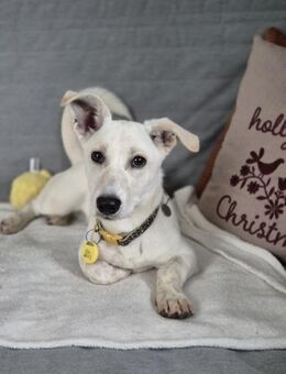 Bob, zurückhaltender Herzensbrecher, 8M - Vaterstetten