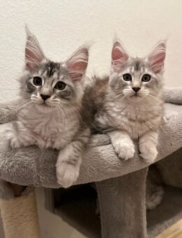 Maine Coon Kitten mit Stammbaum - Friedberg (Hessen)