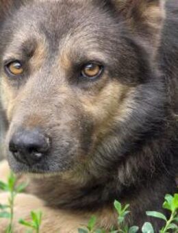 Romi - so sorgenvoll - Dreikirchen