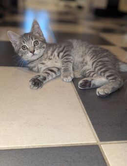 Süsser Maine coon / BKH junge - Kyritz
