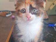 Heilige Birma Mix Kitten suchen neues Zuhause - Bitburg