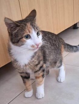 Helena 💗 liebe Schmusekatze sucht dich - Hamburg