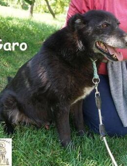 Garo Manche Hunde begleiten dich ... - Kissing