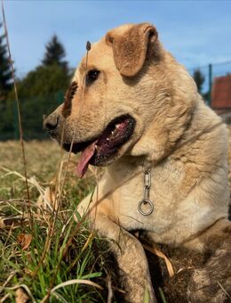 Großer Teddybär sucht ein Zuhause - Dörentrup