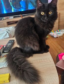 es sind noch 2 liebevolle Maine Coon Mädchen - Rüsselsheim