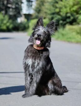 wunderschöne Sara m. tollem Charakter - Augsburg