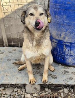 Ilvy von kettenlos - Bollingstedt