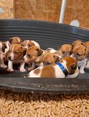 Jack Russel Terrier Welpen in 84378