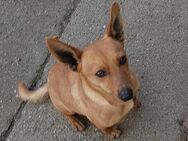 🐾 RADAR Kleiner Dackelmischling - Kassel