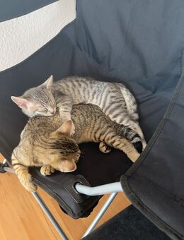 Hauskatzen/Bengal/spynhx mix - Idar-Oberstein