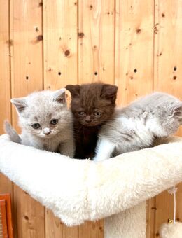 BKH Kitten, reinrassig und zutraulich - Wiesbaden Mitte